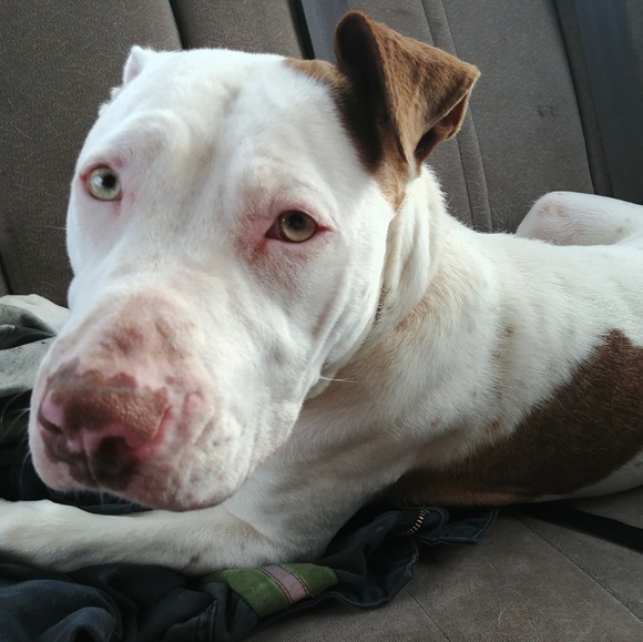 Meet your Posher, Sandy - Picture 1 of 1